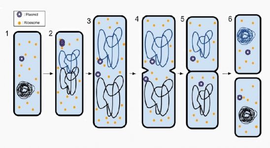 Binary Fission