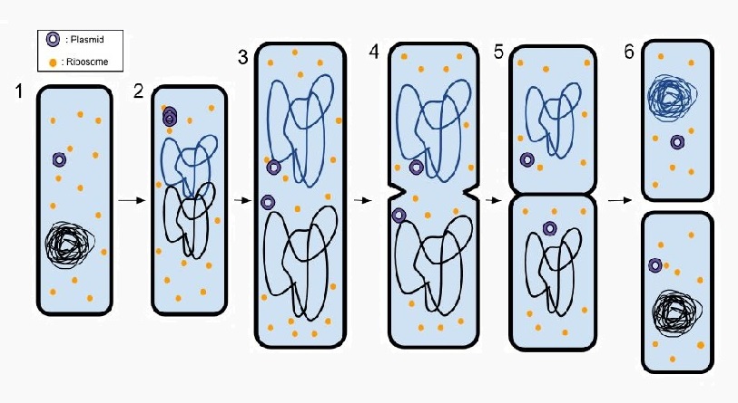 Binary Fission Definition Steps And Examples Biology Dictionary