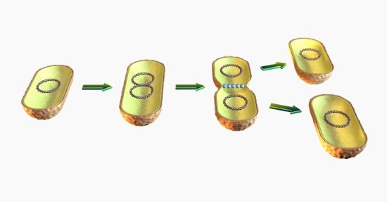 define binary fission quizlet biology