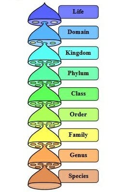 Domain (Biology)  Biology Dictionary