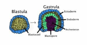 Blastula