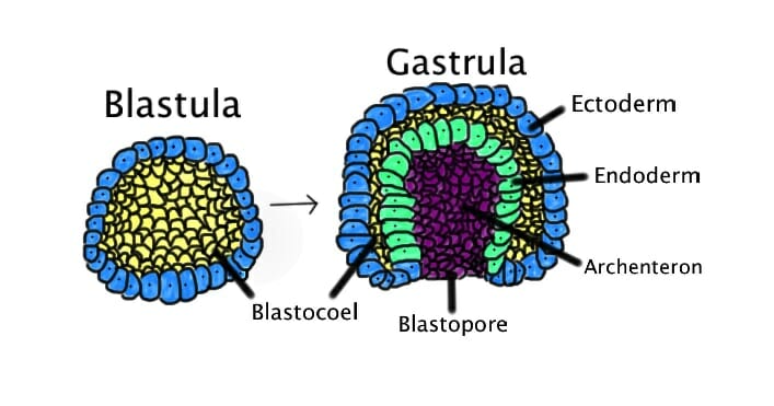 Gastrulation Definition And Types Biology Dictionary