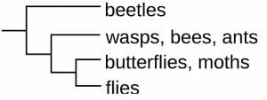 Cladogram example