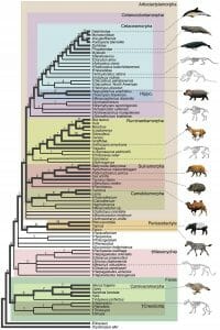 Cladogram of Cetacea within Artiodactyla