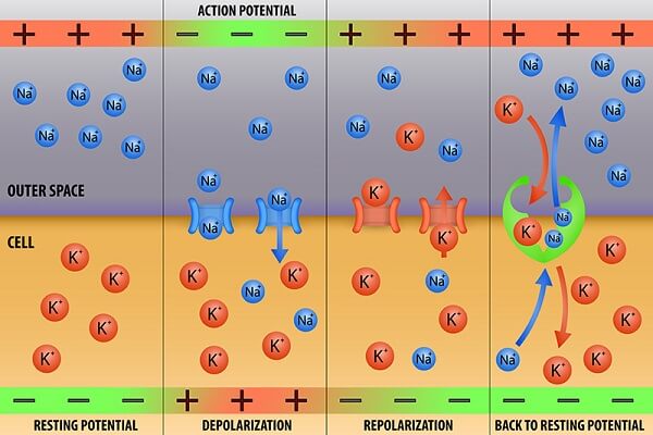 What Is Concentration Gradient Simple Definition