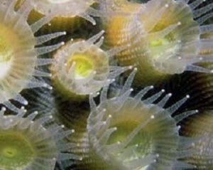 Coral polyps in symbiosis with unicellular dinoflagellates