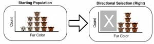 Directional Selection (Right)