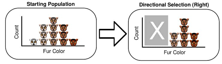 directional selection