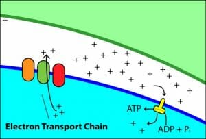 Electron transport chain