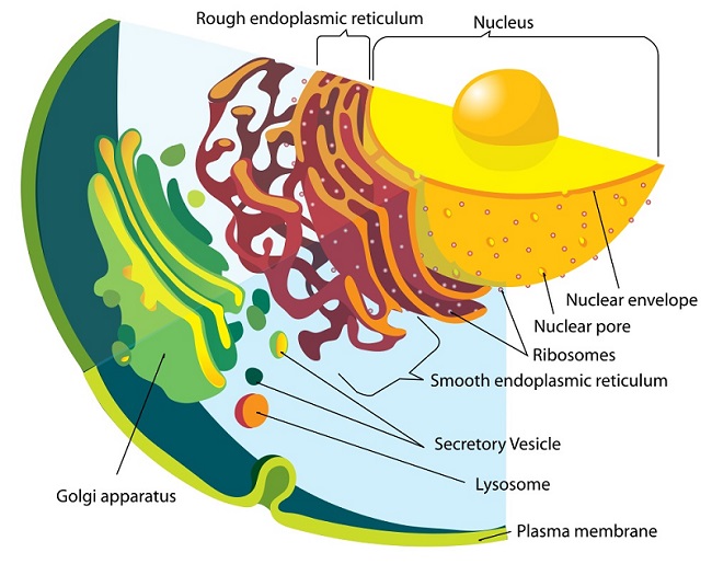 Smooth endoplasmic reticulum - Definition and Examples - Biology Online  Dictionary