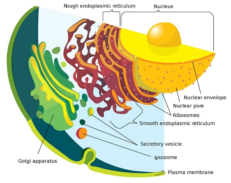 Rough Endoplasmic Reticulum - Definition, Function and Structure