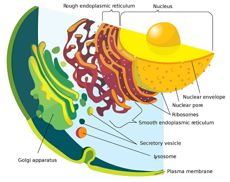 rough endoplasmic reticulum plant cell