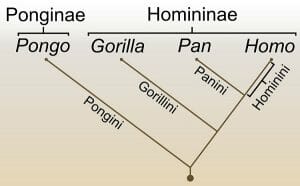 Family Tree of the Hominidae