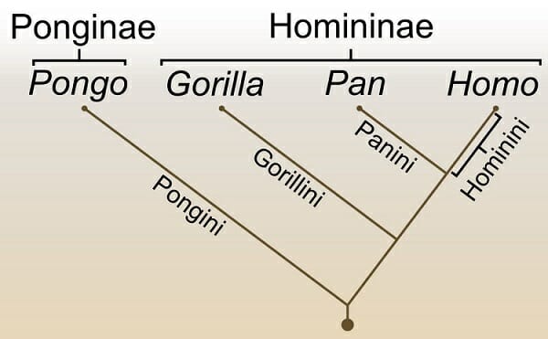 definition of terms of phylogeny
