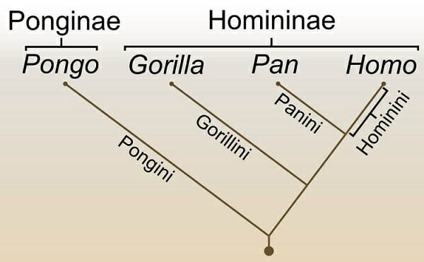 phylogeny of animals