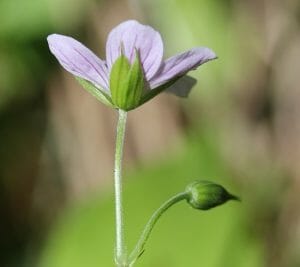 Geranium wilfordii (sepal)