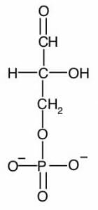 Glyceraldehyde 3 phosphate