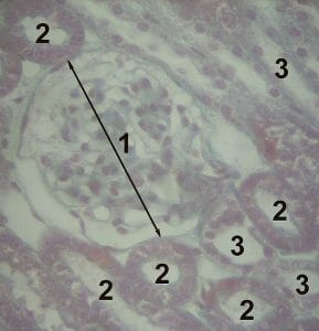 Histology kidney