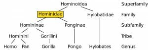Hominidae chart