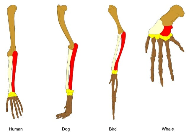 divergent evolution mammals