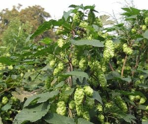 Humulus Lupulus