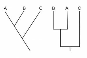 Identical cladograms