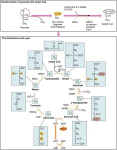 Krebs Cycle diagram