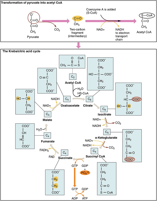 glycolysis citric acid cycle electron transport chain