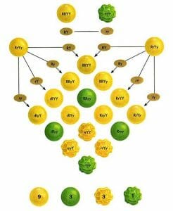 Mendel’s dihybrid cross