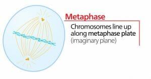 Metaphase