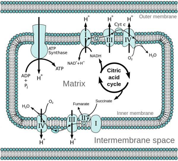 Oxidative Phosphorylation - Definition And Steps Of OXPHOS | Biology ...