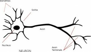 Neuron annotated