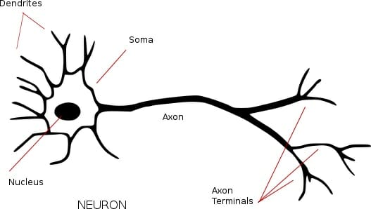 Soma - definition