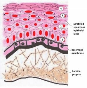 Oral mucosa