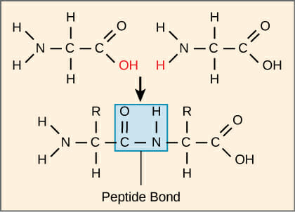 peptide bond in protein