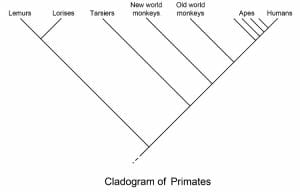 Primate cladogram