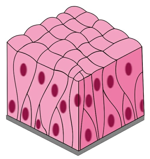 Pseudostratified Columnar Epithelium Definition And Function 