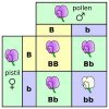 Genotypic Ratio | Biology Dictionary