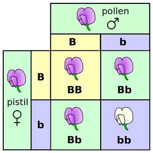 Dominant Recessive Gene Chart