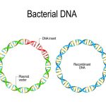 Genetic Recombination - Definition, Types and Examples | Biology Dictionary