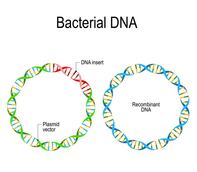 Recombinant DNA - Definition and Examples | Biology Dictionary