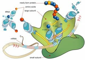 Ribosome mRNA translation