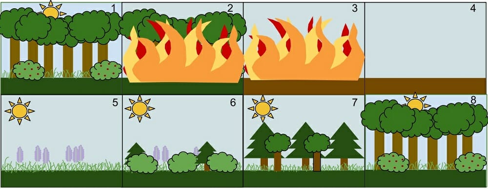 solution-primary-and-secondary-succession-guide-studypool