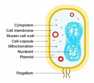 Simple diagram of bacterium
