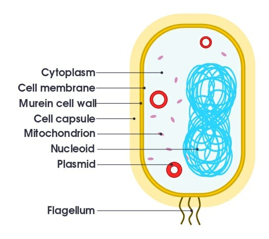 Plasma membrane - Definition and Examples - Biology Online Dictionary