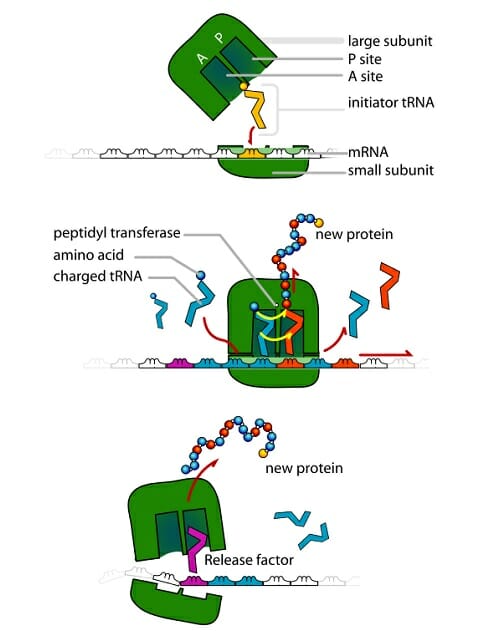 Ribosome Definition Function And Structure Biology Dictionary