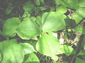 Trillium cernuum