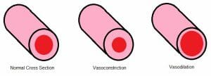 Vasoconstriction and Vasodilation
