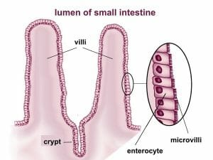 Villi and microvilli of small intestine