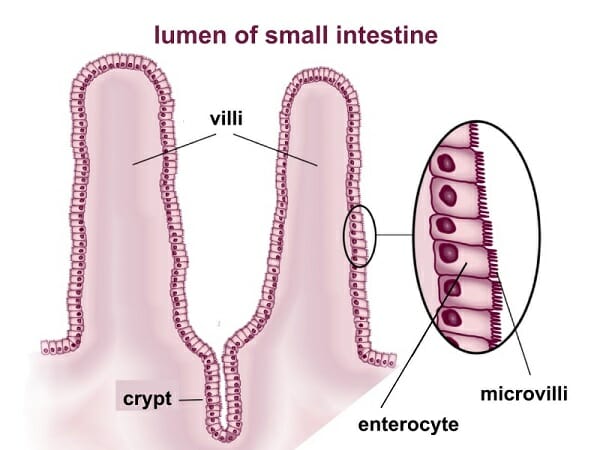 simple ciliated columnar epithelium